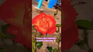 Beautiful Flowers Status #nature #viral #flowers #youtubeshorts #shorts #trending #rose #garden #yt