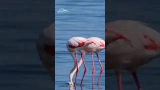 Flamingos of Lake Nakuru #lakenakuru #flamingos #gagatourskenya #gagatoursandtravel #flamingos