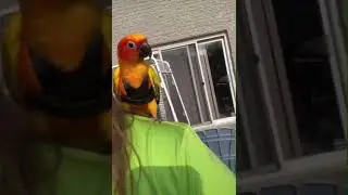 How I recall trained my bird