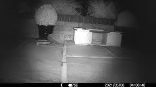 Hedgehog cam 10 - Feeding station - big drinks
