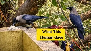 Gave Rice to Crow-they saw this first time & Love it