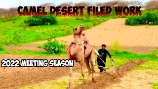 Camel Work in Desert Field || Camel work after Rain || Camel meeting season videos | Camel in Desert