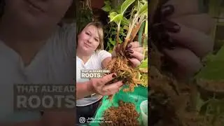 Plant Cabinet Experiment