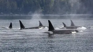 J Pod travelling along the Strait in the Salish Sea