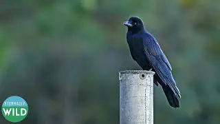 Large billed Crow is Black and Beautiful | Corvus macrorhynchos