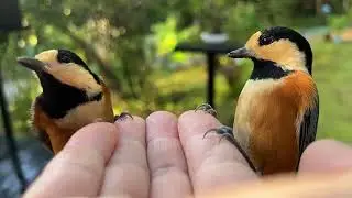 ヤマガラ、コガラ / Parrot tit,Willow tit.