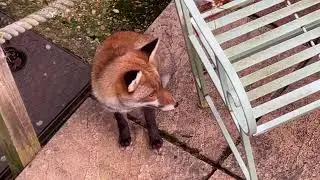 Such a joy. Waiting patiently for more food 💚