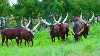 Tharaka University College - Jerusalema Challenge