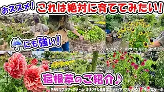 雨にも強い☔【おススメ宿根草】これは絶対に育ててみたい!おススメ品種を紹介します【ローズガーデン・カネコさん】