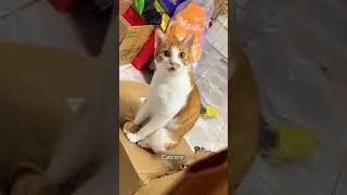 Funny CAT Moments 😂😂 episode 7691 #funnycats #cats #funnyanimals #petsofinstagram