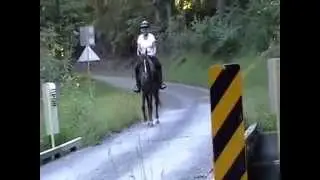 Cody quiet trail horse traffic safe calm Tenn Walker 4sale in Va