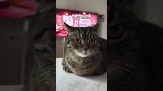 Cat Dad vs Cat Mom: When leaving the seat😼😻 #shorts #cat #funny