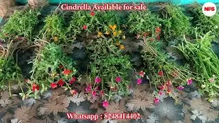 Cindrella 23 color  - Pathumani Poovu -Table Rose - Moss Rose -WhatsApp : 8248414402