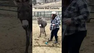 How I Created Curiosity In A Scared Donkey (Training Wild Burros)