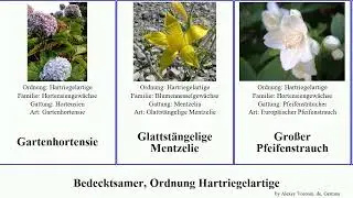 Bedecktsamer, Ordnung Hartriegelartige deutzia pfeifenstrauch mentzelia philadelphus deutzie Raue