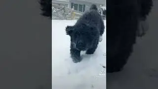 Adorable Newfoundland Puppy Runs through the snow