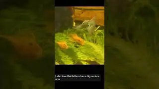 Can plecos eat lettuce? #leafyvegitables #pleco #lettuce #fishfood