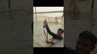 Omg Big Golda Chingri Fish Catching in Deep River