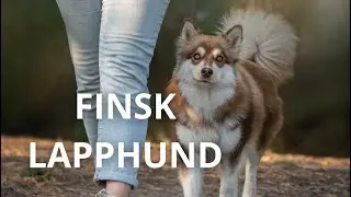 Svenska sm&aring;f&ouml;retagare i hundbranschen - Finsk lapphund & frustrationsbit med frostystassar