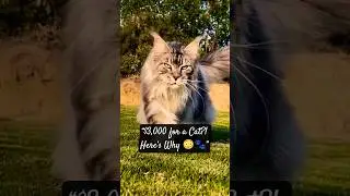 4 Reasons Why Maine Coons Are So Expensive&hellip; And Worth Every Penny 😱🐱 #cats #cat #funny