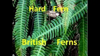 Hard Fern Blechnum spicant &  Hart's Tongue Fern Asplenium scolopendrium two  winter evergreen ferns
