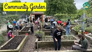 How to Start a Community Garden in Your Neighborhood? How to Start a Community Garden?