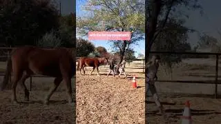 Equine Assisted Learning #horses