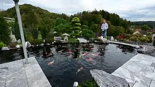Modern Koi Blog #4176 - Philipps 38.000 Liter Teich mit liebevoller Randgestaltung