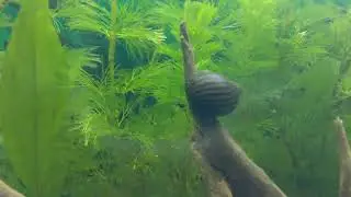 Nerite snail on the job!!