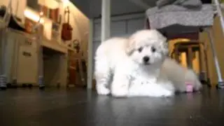 Clumsy Puppy gets scolded