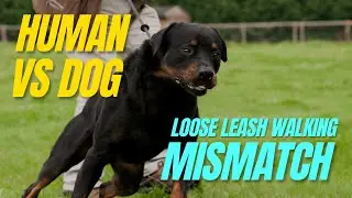 Why The Dog-Human Clash Makes Loose Leash Walking Feel Hard