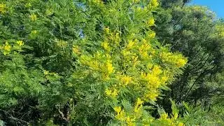Acacia Decurrens