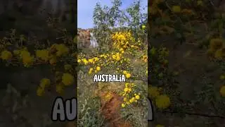 Australia #shorts #australia #perth #aussie #Australian #nature #beautifuldestinations #hiking