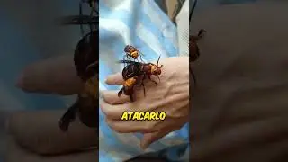 Atrapa Avispas Gigantes Asi&aacute;ticas 🐝