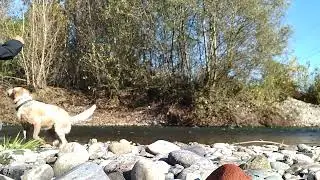 💪🏽❤️🐕❤️💪🏽#Shorts#dog#puppy#doglife#petsoftiktok#BlancoAdventures#fyp#cute#dogvideos#MyNameIsBlanco