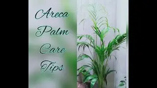 How to care Areca or Kentia Palm