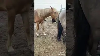 Horse milk feeding #viralvideo #horse #horsemilk #shorts