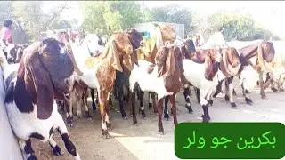 #Goates Row goat//2026// GMS you tube chinill//