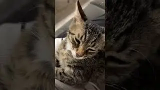 😴 Minik&rsquo;s 10-Second Power Nap! 🐾 (Senior Cat Energy) #Shorts