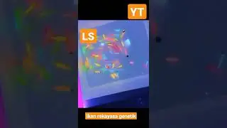 Ikan hasil rekayasa genetik