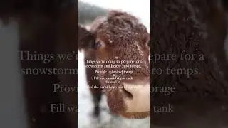 Keeping warm at Kostka Ranch #winter #wisconsin #beef #wisconsinwinter #cattle #livestock