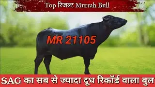 SAG. Top trending Murrah Bull MR 21105(High Milk record )#sagbull #murrahbulls #trending #viralvideo