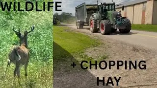Chopping Hay and Catching Nature in Action!