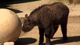 Cute Baby Takin-Cincinnati Zoo