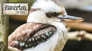 Hamerton Zoo Video