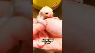 Tiny Creature Becomes Best Friend