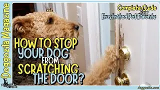 How to Stop Your Dog From Scratching the Door?