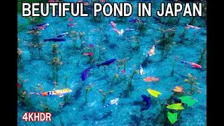 【4K】Monet's Pond in Gifu in Japan. FIXED CAMERA