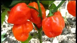 Habanero Red - Хабанеро красный