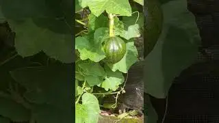 Kalabasa (Cucurbita&nbsp;maxima)#shorts #scientificname